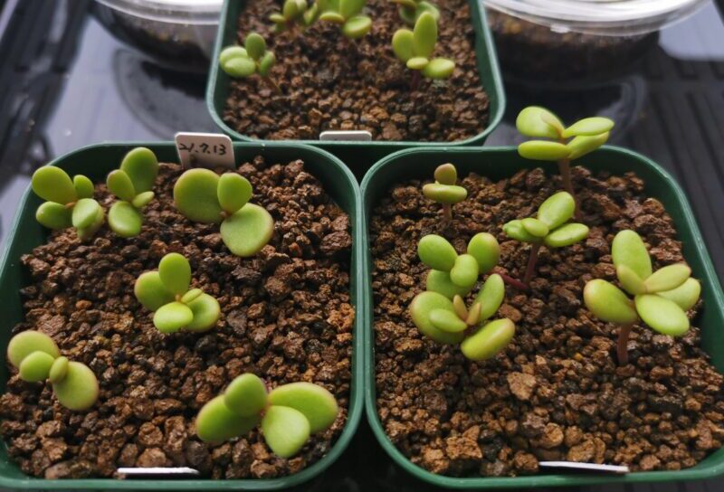 Ceraria pygmaea ケラリア ピグマエアの種子を蒔いてみた！！実生方法は？